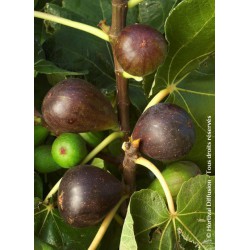  Figuier Brown Turkey - FICUS carica 'BROWN TURKEY'