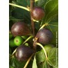  Figuier Brown Turkey - FICUS carica 'BROWN TURKEY'