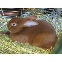 Lapin Fauve de Bourgogne