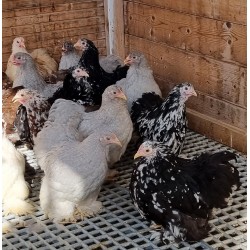 Poule Bantam de Pékin