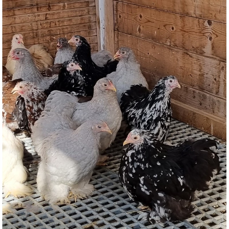 Poule Bantam de Pékin