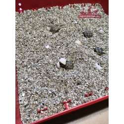 Eclosion oeufs de tortue de terre dans couveuse Ferme de Manon