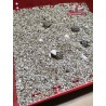 Eclosion oeufs de tortue de terre dans couveuse Ferme de Manon
