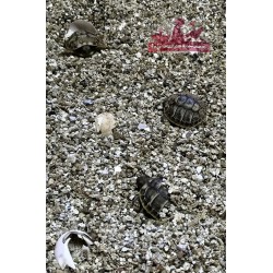 Naissance tortue de terre dans couveuse Ferme de Manon