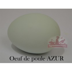 Oeuf bleu poule azur