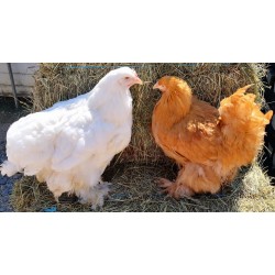 Poule grande race Cochin