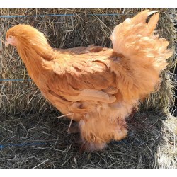 Poule grande race Cochin fauve