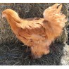 Poule grande race Cochin fauve