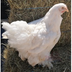 Poule grande race Cochin blanche
