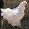 Poule grande race Cochin blanche