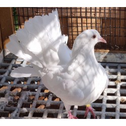 Pigeon Paon blanc