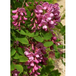  ROBINIA x margaretta CASQUE ROUGE 'Flemor' 