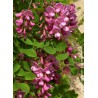  ROBINIA x margaretta CASQUE ROUGE 'Flemor' 