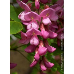  ROBINIA x margaretta CASQUE ROUGE 'Flemor' 