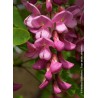  ROBINIA x margaretta CASQUE ROUGE 'Flemor' 