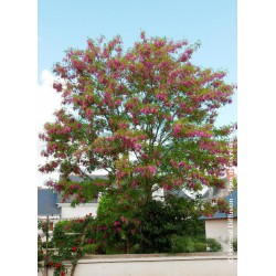  ROBINIA x margaretta CASQUE ROUGE 'Flemor' 