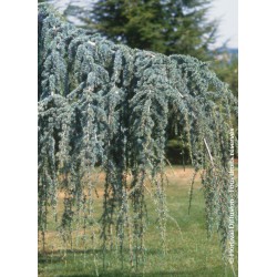 CEDRUS atlantica Glauca pendula - Cèdre bleu