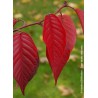 prunus royal burgundy - arbre - jardin - pepiniere - jardinerie