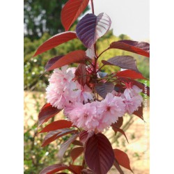 Cerisier des collines du Japon - PRUNUS 'ROYAL BURGUNDY'