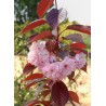 Cerisier des collines du Japon - PRUNUS 'ROYAL BURGUNDY'