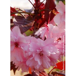 Cerisier des collines du Japon - PRUNUS 'ROYAL BURGUNDY'