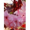 Cerisier des collines du Japon - PRUNUS 'ROYAL BURGUNDY'