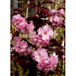 Cerisier des collines du Japon - PRUNUS 'ROYAL BURGUNDY'