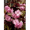 Cerisier des collines du Japon - PRUNUS 'ROYAL BURGUNDY'