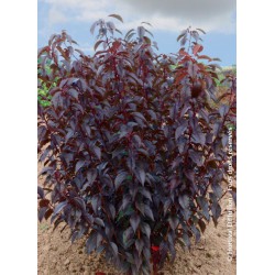 Cerisier des collines du Japon - PRUNUS 'ROYAL BURGUNDY'