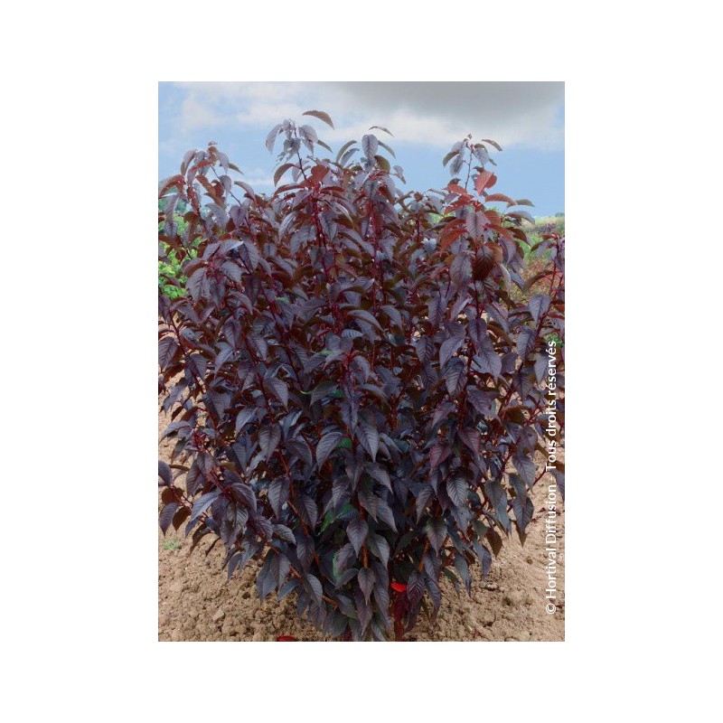 Cerisier des collines du Japon - PRUNUS 'ROYAL BURGUNDY'