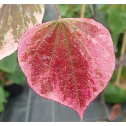 CERCIS canadensis Carolina Sweetheart - Arbre de Judée