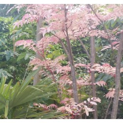 cedrele - acajaou de chine - pepiniere - jardinerie - jardin