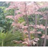 cedrele - acajaou de chine - pepiniere - jardinerie - jardin