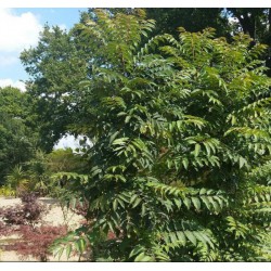 Acajou de Chine - CEDRELA sinensis 'FLAMINGO' 