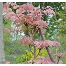 Acajou de Chine - CEDRELA sinensis 'FLAMINGO' 