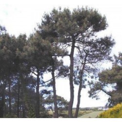 Pin parasol - PINUS pinea - arbre - jardin - pepiniere - jardinerie