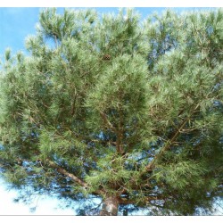 Pin parasol - PINUS pinea