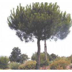 Pin parasol - PINUS pinea