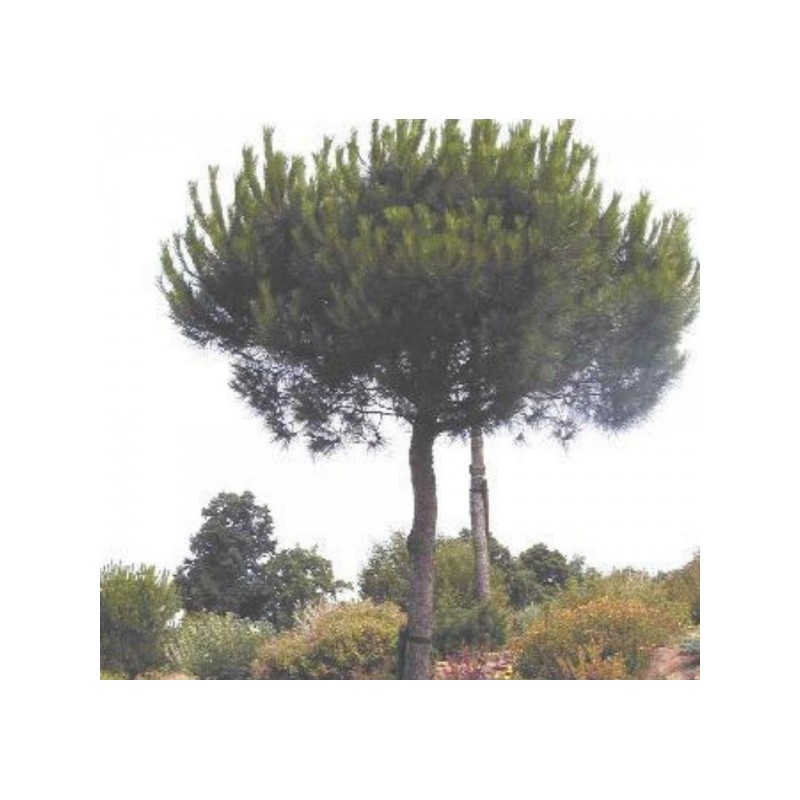 Pin parasol - PINUS pinea