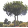Pin parasol - PINUS pinea