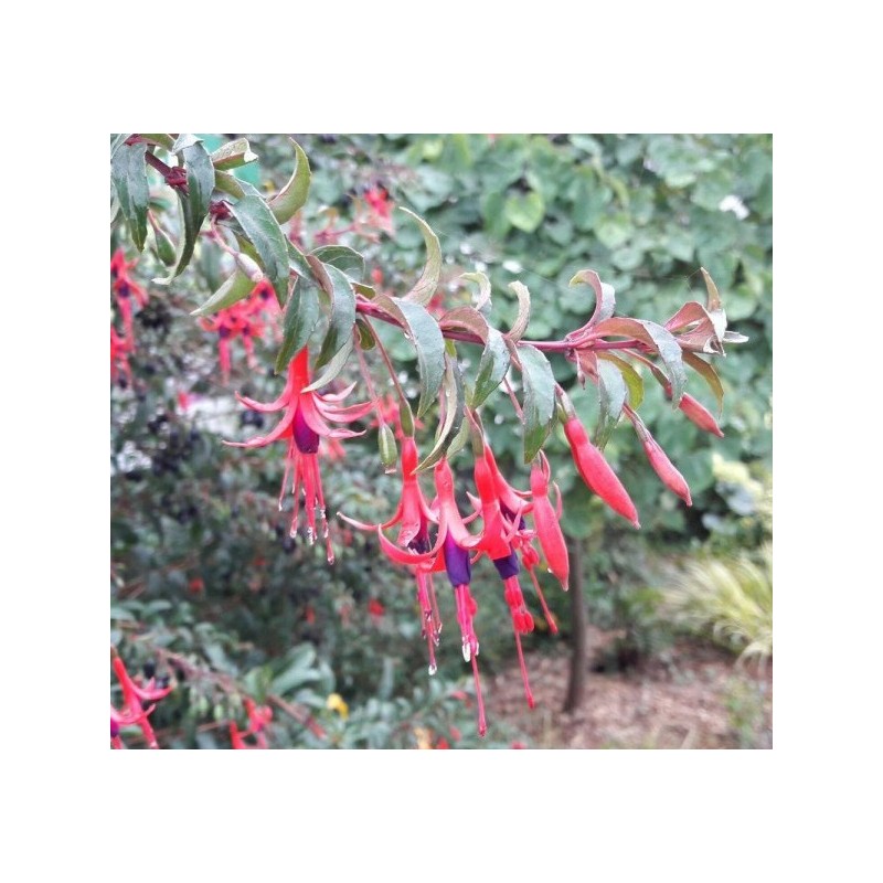 fuschia - fuchia - petit fruit - arbre - jardin - pepiniere - jardinerie