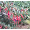 fuschia - fuchia - petit fruit - arbre - jardin - pepiniere - jardinerie