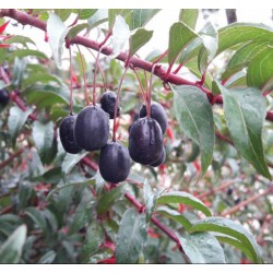 FUCHSIA regia Reitzii