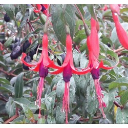 FUCHSIA regia Reitzii