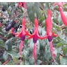 FUCHSIA regia Reitzii