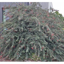 FUCHSIA regia Reitzii