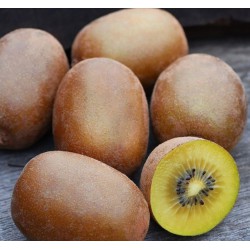 Kiwi doré (femelle) -...