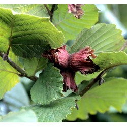 Noisetier 'Merveille de Bolwiller' - CORYLUS avellana Merveille de bollwiller