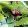 Noisetier 'Merveille de Bolwiller' - CORYLUS avellana Merveille de bollwiller