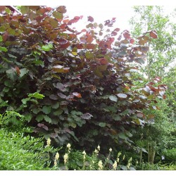 noisetier - corylus feuille - noisetier grosse noisette - jardinerie - pepiniere - 